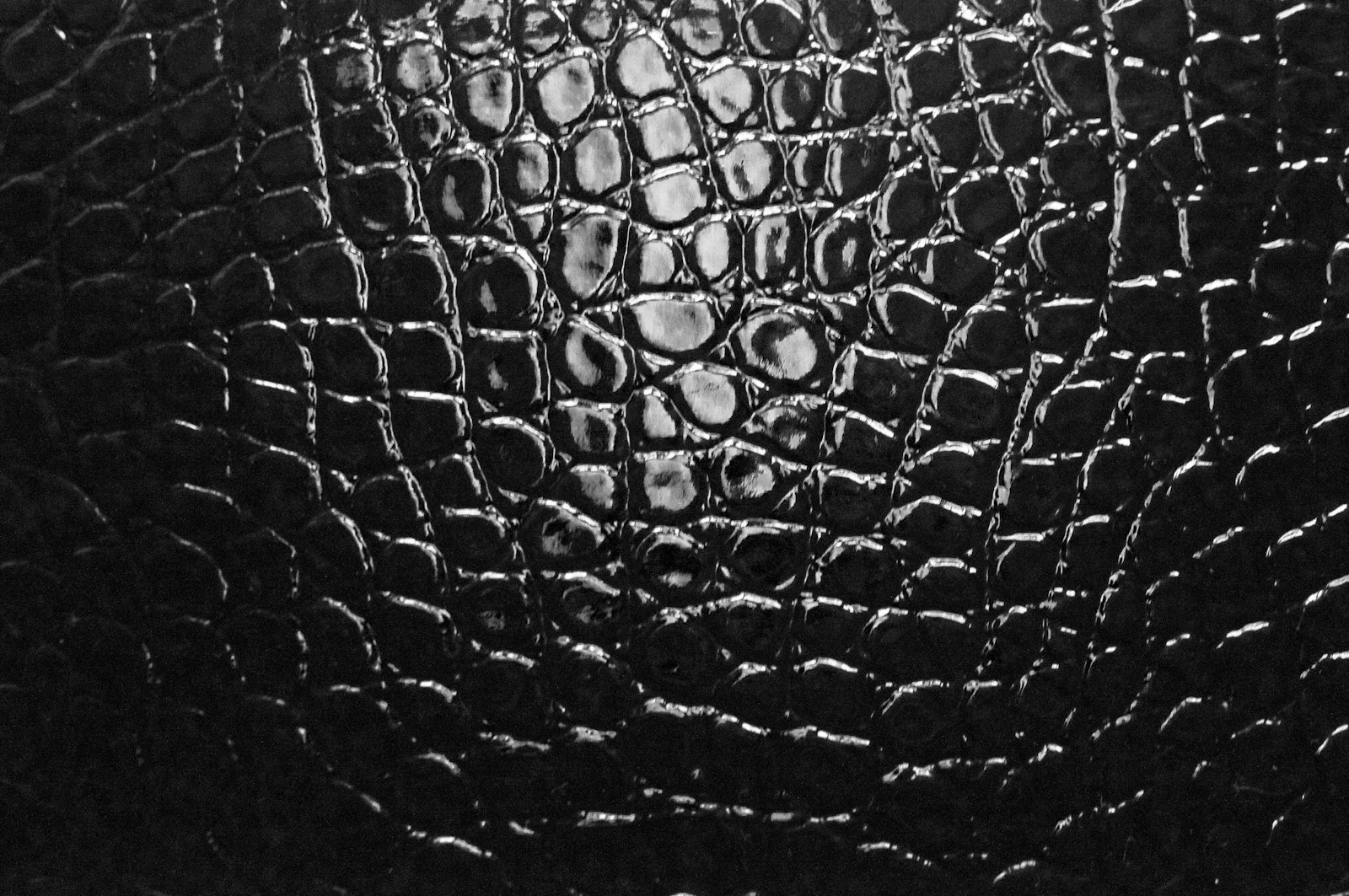 American Alligator