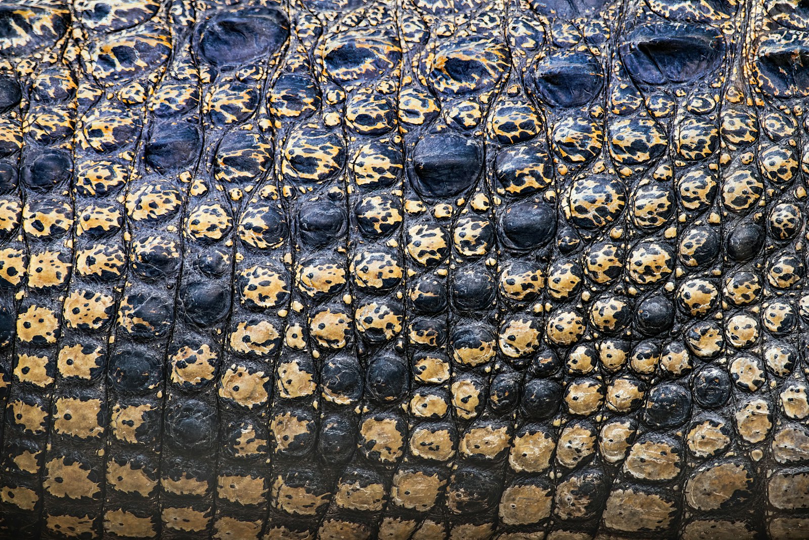 Crocodile (Porosus)