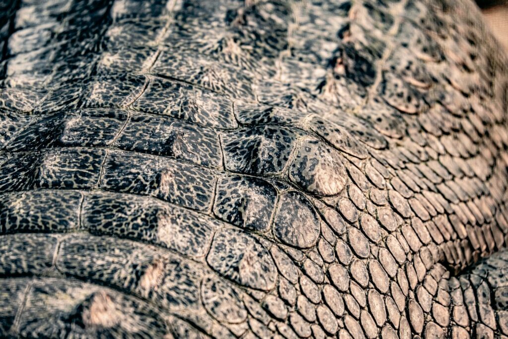 A close up view of an alligator's skin